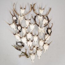 Horn