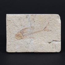 Fossil