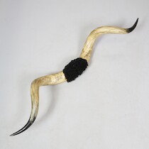 Buffelhorn