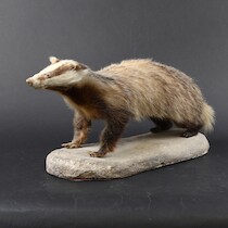 Grävling